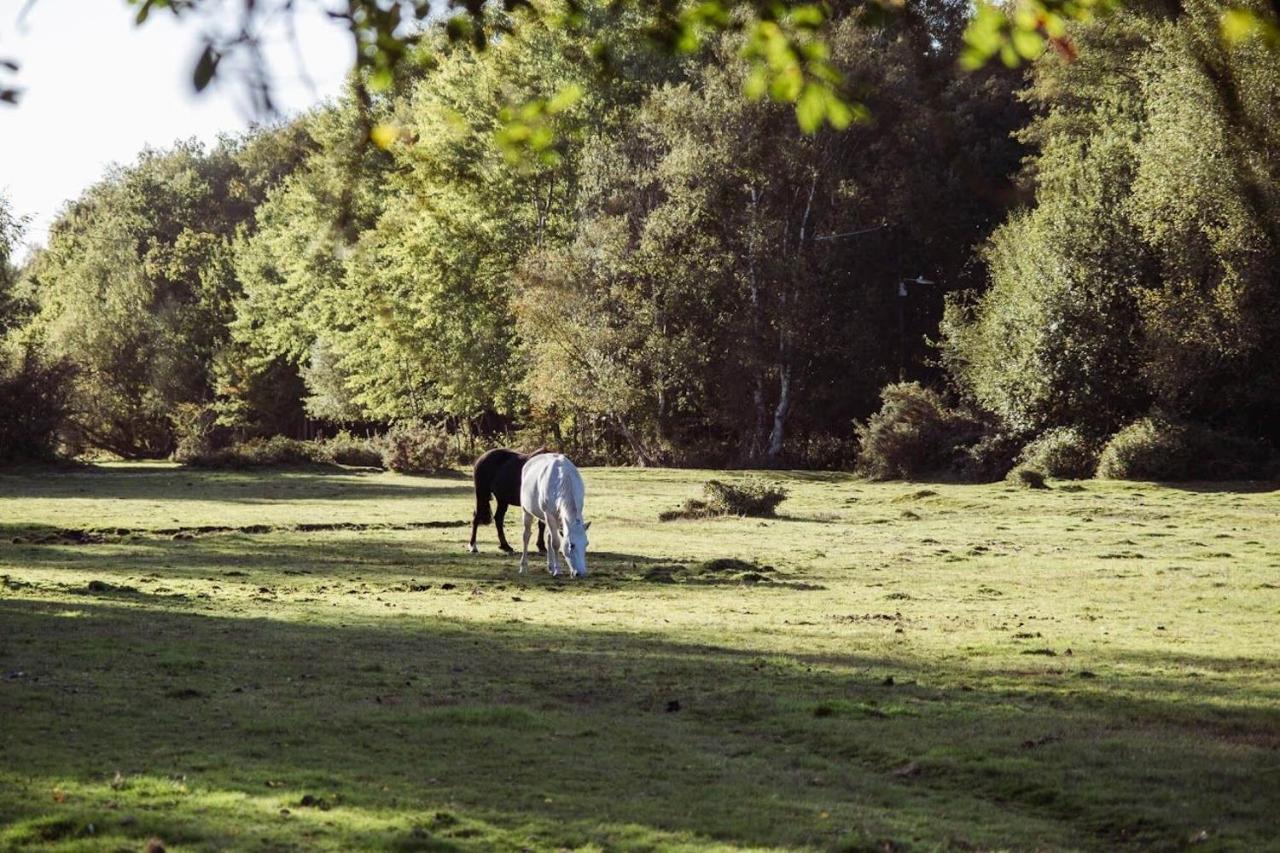 Surrey Lodge Brockenhurst Zewnętrze zdjęcie